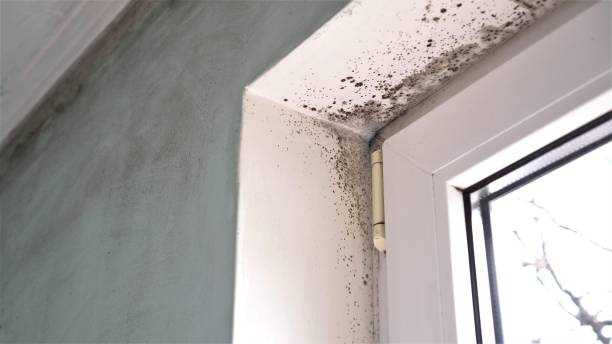 Best Mold Testing  in Syracuse, NE