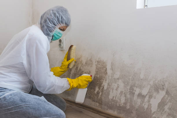 Office Mold Removal Services in Syracuse, NE
