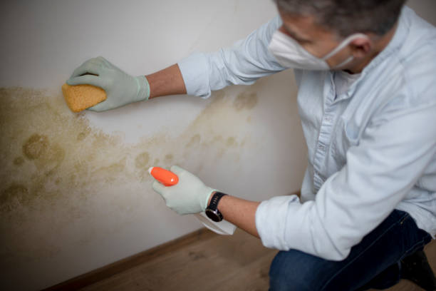 Best Commercial Mold Removal  in Syracuse, NE