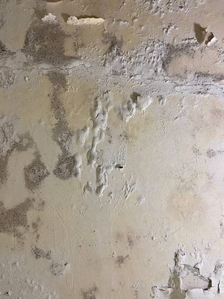 Home Mold Removal in Syracuse, NE